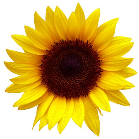 clipart sunflower png|free sunflower png images.